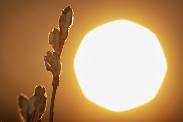 Kidney leaves on a tree in the spring at sunset