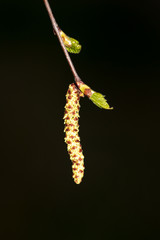 Flowers on a birch on a black background