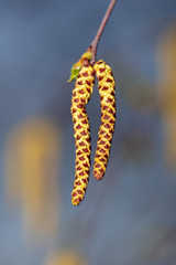 Flowers on a birch tree at sunset