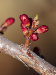 Flowers blossom on apricot tree at sunset