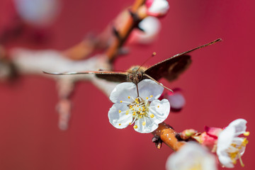 Flowers blossom on a tree apricot in the spring