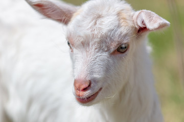 Portrait of a white goat in the nature