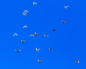 A flock of pigeons in flight against the blue sky