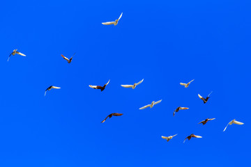 A flock of pigeons in flight against the blue sky