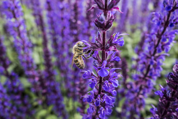 Floral background of blooming catnip with bee