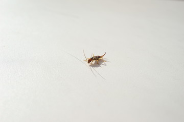 earwig on a white background closeup