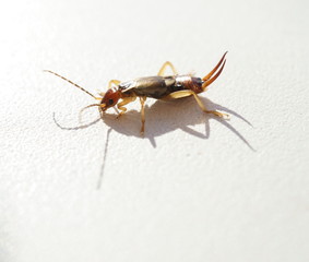 earwig on a white background closeup