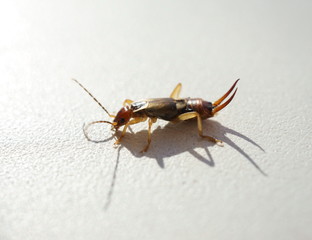 earwig on a white background closeup