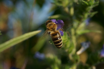 bee on blue flower macro