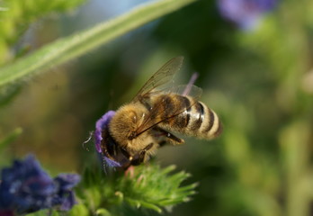bee on blue flower macro