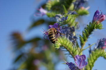 bee on blue flower macro
