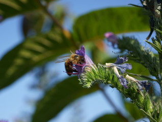 bee on blue flower macro