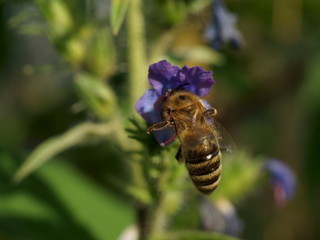 bee on blue flower macro