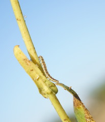the caterpillar moves along the stem of the plant