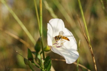 a bee collects nectar on a white flower