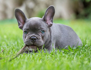 a portrait of a young french bulldog