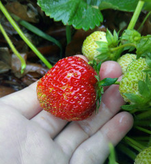 Bright strawberry in hand