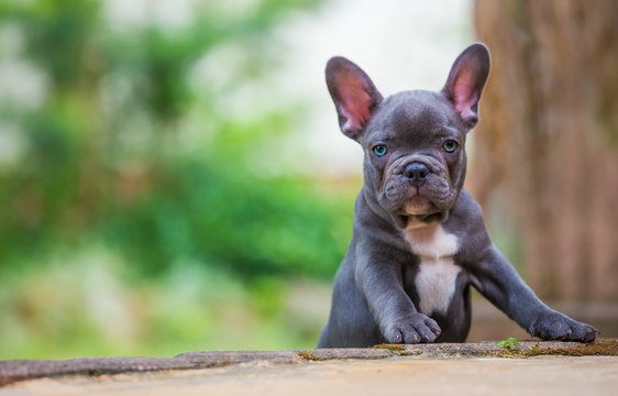 a portrait of a young french bulldog