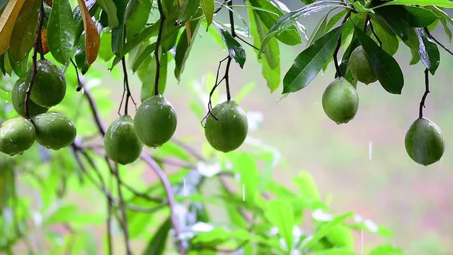 Suicide tree in the rain drops with green nature background.Close-up nature footage  in raining season.