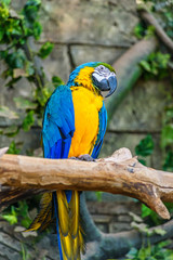 beautiful parrot in zoo