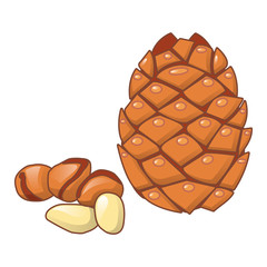 Cedar nut icon. Cartoon of cedar nut vector icon for web design isolated on white background