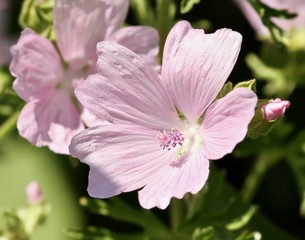Study in Pink 15