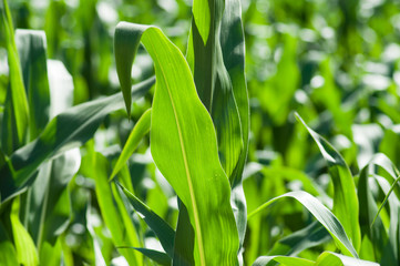 retail of corn field leaves by sunny day