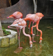 Pink flamingo birds in Costa Maya, Mexico