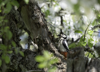 woodpecker