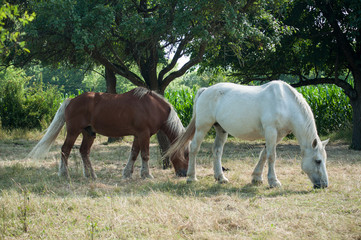 portrait of white and brown horse grazing in a meadow