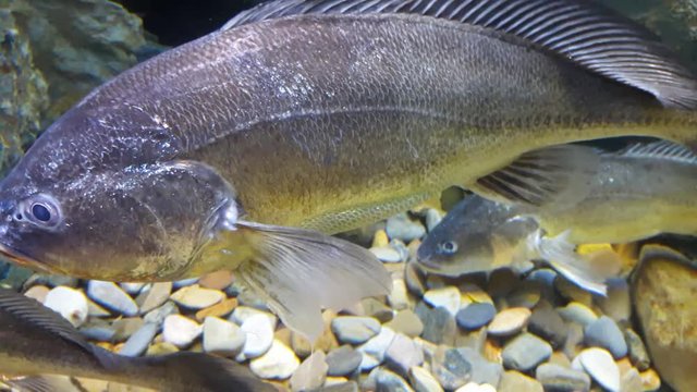 Fish : Boeseman croaker (Boesemania microlepis)