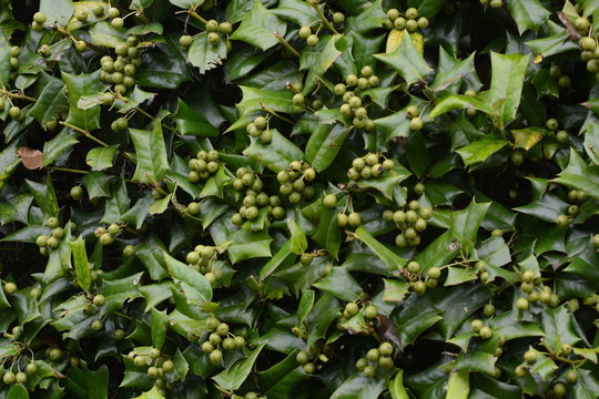 Fruits of chinese holly