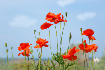 Obraz premium Маки.