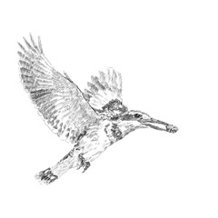 Drawing of Pired Kingfiher flying while holding food in mount.