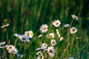 Fototapeta premium chamomile in sunrise rays at green grass background