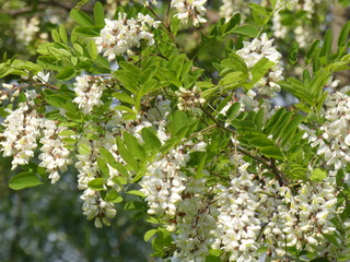 blühende esche frühling