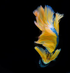 Fototapeta na wymiar Halfmoon betta fish, siamese fighting fish, Capture moving of fish, abstract background of fish tail