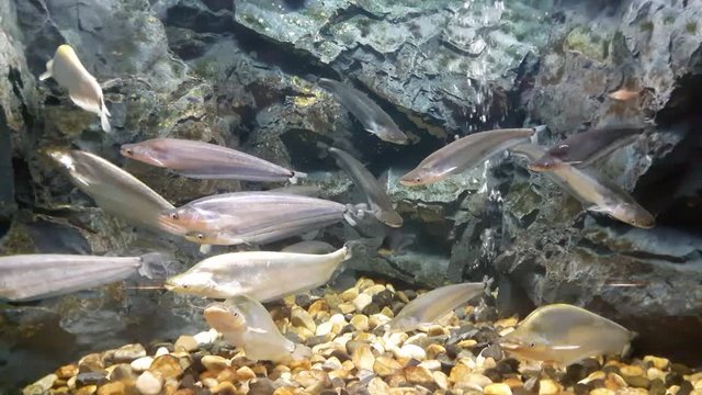 Fish : Sheatfishes (Kryptopterus bleekeri)