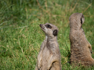 Suricate