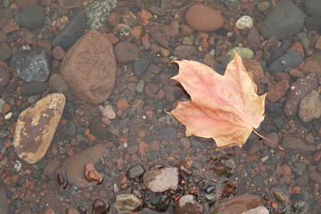 autumn, leaf, fall, leaves, maple, nature, season, yellow, red, orange, tree, color, foliage, colorful, brown, ground, texture, water, october, forest, seasonal, natural