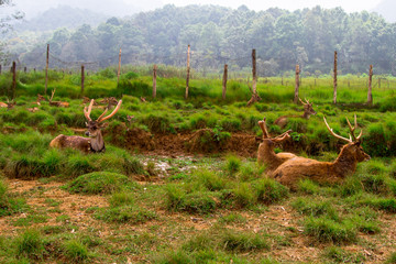 Deer in the forest, Jawa, Indonesia