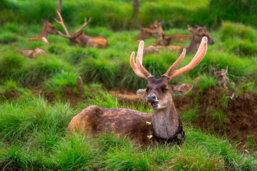 Deer in the forest, Jawa, Indonesia