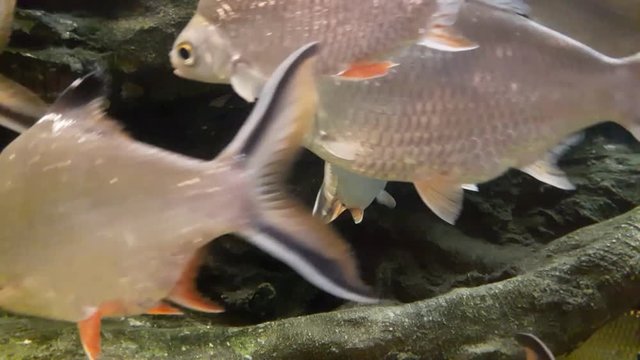 Fish : Tinfoil barb (Barbonymus schwanenfeldii)