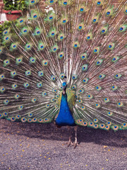 Obraz premium peacock, bird, animal, feathers, feather, blue, nature, tail, green, beautiful, peafowl, wildlife, zoo, beauty, color, colorful, plumage, pattern, beak, bright, dancing, pheasant