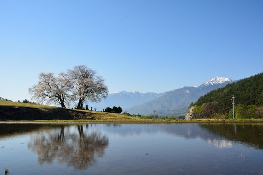 桜と山と水田への映り込み
