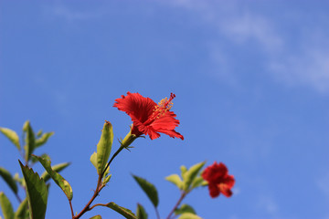 赤いハイビスカスの花と青空