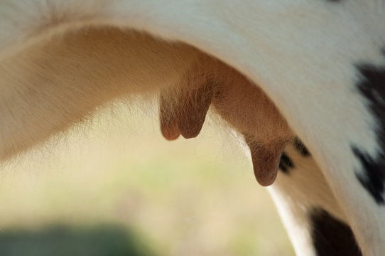 closeup of cow udders in a meadow