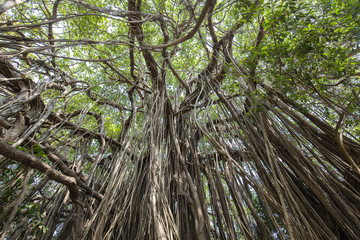 Fototapeta premium Old ancient Banyan tree with long roots that start at the top of the branches to the ground. India, Goa.