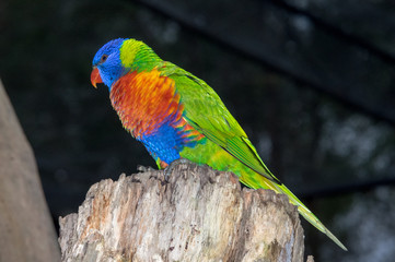 Blue headed Parrot