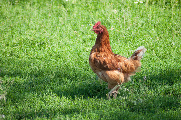 portrait of chicken in a Traditional free range poultry farming
